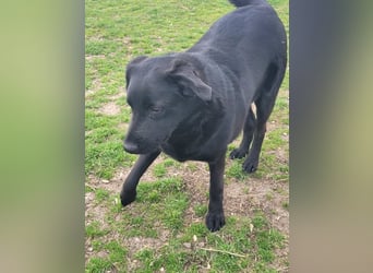 Hulla  - wunderschöne Hundedame sucht ihre Glücksfamilie