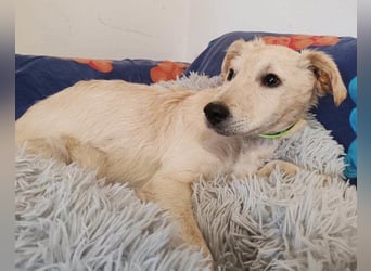 Klein ♥Marley♥ sucht seine treuen Menschen