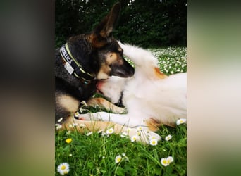 Kaninchen - Australien Shepherd Mix
