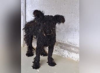 CINKA – RESERVIERT – KLEINE KÄMPFERIN MIT GROSSEM HERZ