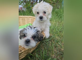 Shih Tzu Mix Welpen vom 18.03.25