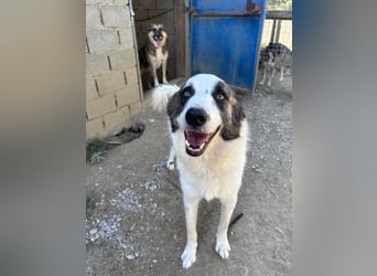 LEVI sucht ein Zuhause