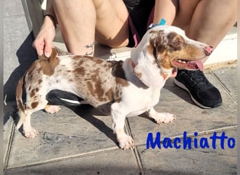 Machiatto 06/2021 (ESP) - verspielter, ausgeglichener und sozialer Dackel!