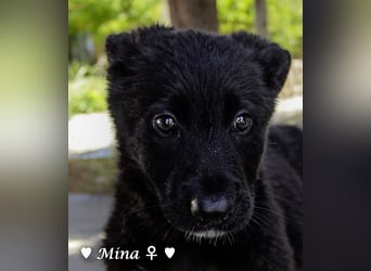 Vier wunderschöne Schäferhundmischlinge suchen ein Zuhause