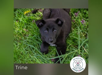 Trine: Hundekind sucht ein Zuhause