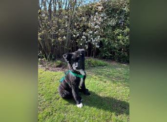 Matti kroatischer Schäferhund Mischling Welpe Rüde Junghund sucht Zuhause für immer