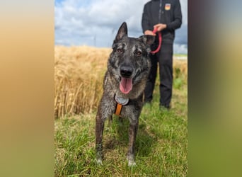 Nelson ein toller Hollandse Herder Mix