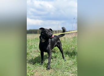 Freundlicher Familienrüde Persik❤️sucht ein liebevolles Zuhause