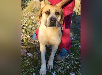Notfell-Hündin ♥Honey♥ sucht dringend ihre emphatische PS/ES