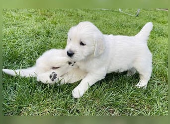 Golden Retriever-Welpen