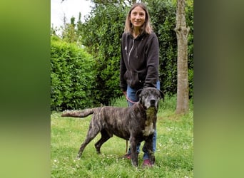 Biggie - Schoßhund im XXXL-Format?