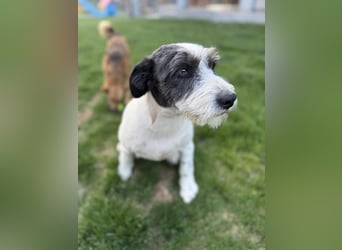 Süße Daisy sucht ihr eigenes Körbchen