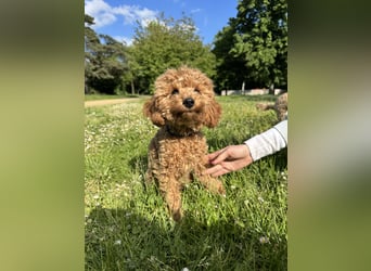 Toypudel Welpen in Rot Red Fawn