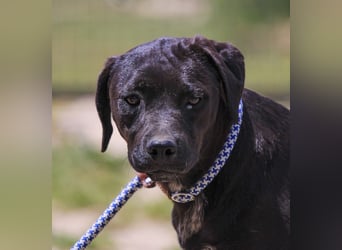 Alma,  Labrador-Mix, lieb und sozial