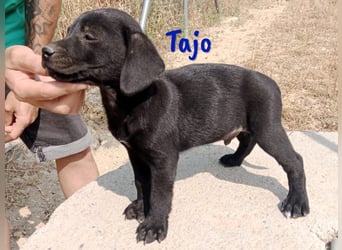 Tajo geb. 03/2025 (ESP) - neugieriger Labrador-Mix Welpe!