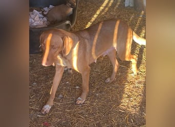 Laika - Vizsla Mix Schönheit sucht ihre Menschen