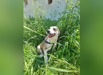 Bobby, menschenbezogen und lieb