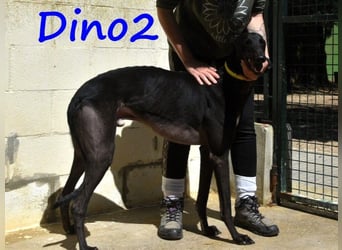 Dino2 03/2022 (ESP) - sehr verschmuster, aufgeschlossener und neugieriger Galgo Ingles!