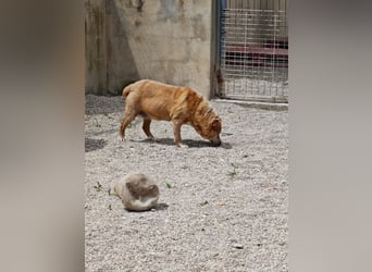 ALMA wurde in den Bergen gefunden...