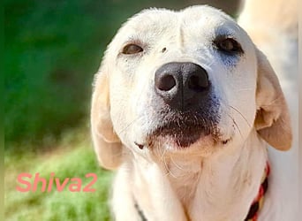 Shiva2 10/2020 (ESP) - sanftmütige, ausgeglichene und menschenbezogene Mastín Español Hündin!