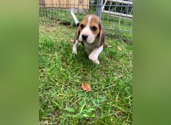 Beagle Welpen