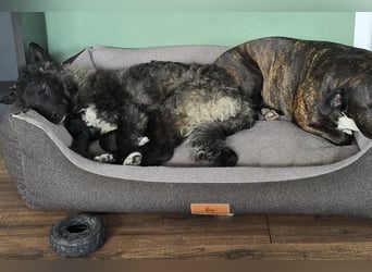Laroche - dein neuer bester Hundekumpel (32051 Herford)