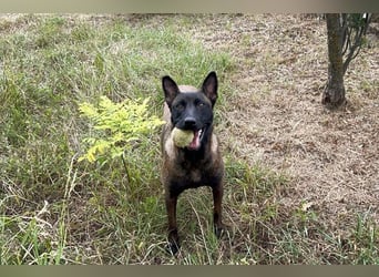 ROMINA - die hübsche Malinois-Hündin sucht ein hundeerfahrenes Zuhause!