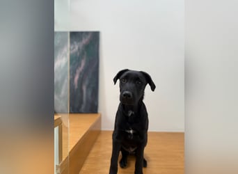 Süßer "Mochi" sucht sein Plätzchen