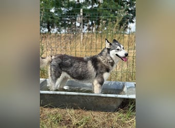 Lyra, geboren 01.07.2024, 54cm sucht aktives Zuhause