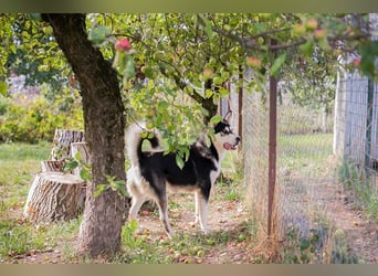 Chip-Nr. 245725 - der hübsche Husky-Mix Rüde möchte mit seinen Menschen tolle Abenteuer erleben