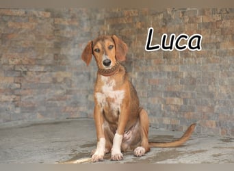 Schleifen Sie Luca zum Goldschatz?