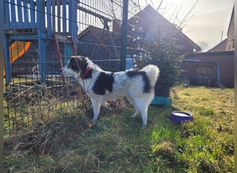 Charlie- ein liebevoller Kokoni-Mix sucht sein Zuhause