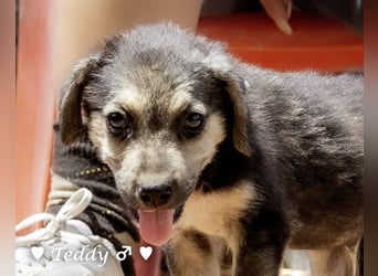 Teddy und seine Geschwister suchen ab September ein Zuhause