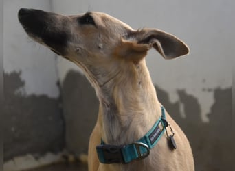 Kronos 07/2024 (ESP) - neugieriger und sanfter, zuckersüßer Galgo Welpe!