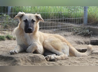 Arlo, geb. ca. 02/2023, lebt in GRIECHENLAND, im städt. Tierheim Serres