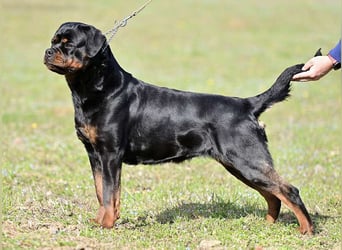 Rottweiler welpen