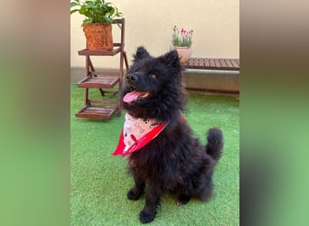 Koda2 – junger Herzenshund mit Kuschelfaktor