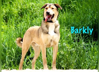 Barkly geb. 06/2022 - ausgeglichener, kluger und lernwilliger Jungrüde!