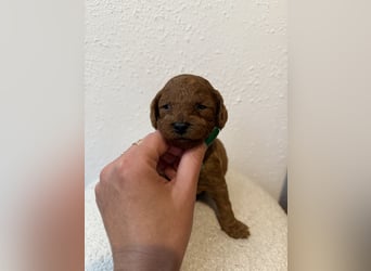 Kleine Toy Pudel rot braun (asiatische Linie)
