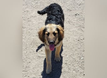 Julio ❤️ sozialer Jungrüde sucht dich!