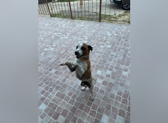 Benny - Vom Berg gerettet - Benny sucht sein Glück