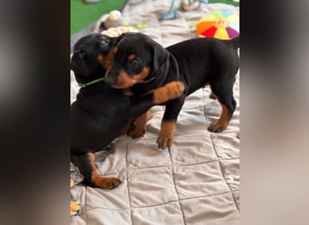 Deutsche Pinscher Welpen