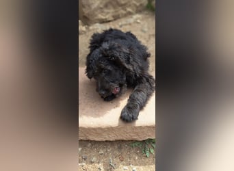 2 putzmuntere Aussiedoodles