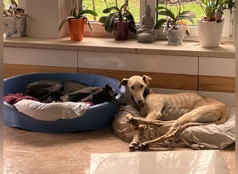 sanfter Galgo-Rüde Pantu (Tierschutz)