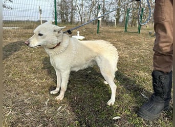Kokusz, geb. 01.05.2021, 49 cm, wartet auf schon so lange auf ihr Glück
