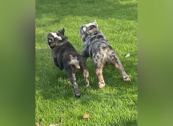 Willi u.Agnes, English Englische Bulldogge, reinrassig, Papiere, Ahnentafel, Gesundheitszeugnis lieb