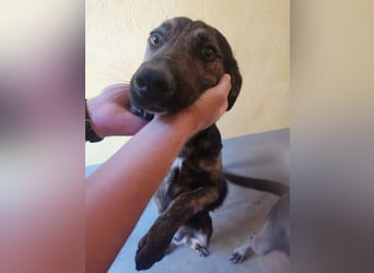 Rino – ein Seelchen von Hund