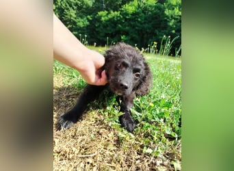 Welpe Joshi sucht ein Zuhause oder Pflegestelle, Hrvatski Ovcar, kroatischer Schäferhund