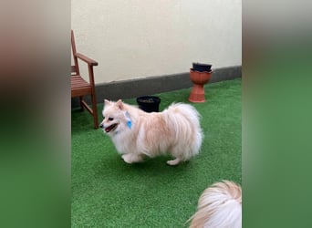 Monty SR – Schatz sucht Ruhe