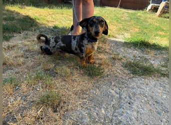 Rocky, geboren 06.2023, 27cm sucht sein Zuhause